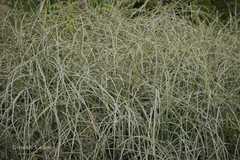 Leptadenia pyrotechnica